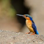 Martin-pêcheur vinsty - © GillesAdt