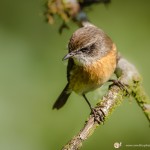 tarier de bourbon - © Gilles Adt