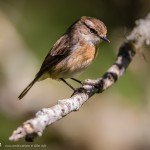 tarier de bourbon - © Gilles Adt