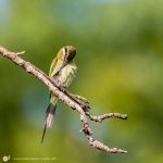 Guêpier de Madagascar - © Gilles Adt