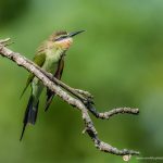 Guêpier de Madagascar - © Gilles Adt