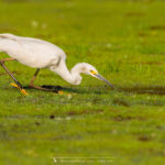 Aigrette dimorphe - © Gilles Adt