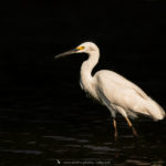 Aigrette dimorphe - © Gilles Adt