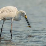 Aigrette dimorphe - © Gilles Adt