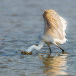 Aigrette dimorphe - © Gilles Adt