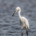 Aigrette dimorphe - © Gilles Adt