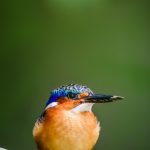 Martin-pêcheur vinsty - © GillesAdt