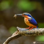 Martin-pêcheur vinsty - © GillesAdt