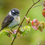 tarier de bourbon - © Gilles Adt