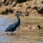 Aigrette dimorphe - © Gilles Adt