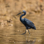 Aigrette dimorphe - © Gilles Adt