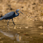 Aigrette dimorphe - © Gilles Adt