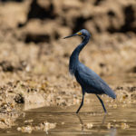 Aigrette dimorphe - © Gilles Adt