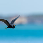 Aigrette dimorphe - © Gilles Adt