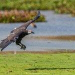 Pygargue de Madagascar - © Gilles Adt