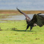 Pygargue de Madagascar - © Gilles Adt