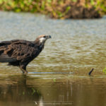 Pygargue de Madagascar - © Gilles Adt