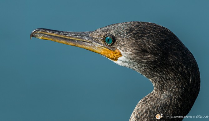 Cormoran à cou brun - © Gilles Adt 2015