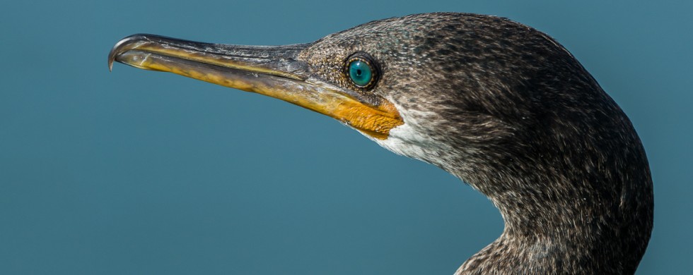 Cormoran à cou brun - © Gilles Adt 2015