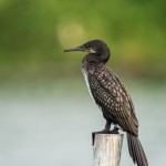 Cormoran à cou brun - © Gilles Adt 2015