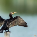 Cormoran à cou brun - © Gilles Adt 2015