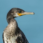 Cormoran à cou brun - © Gilles Adt 2015