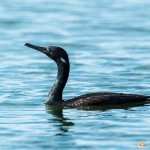 Cormoran à cou brun - © Gilles Adt 2015