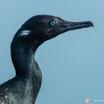 Cormoran à cou brun - © Gilles Adt 2015