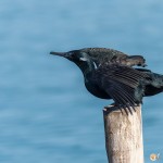 Cormoran à cou brun - © Gilles Adt 2015