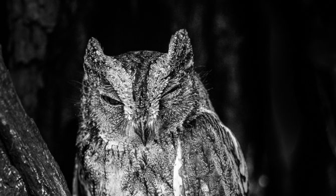 oiseaux en N&B - © Gilles Adt