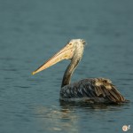 Pélican à bec tacheté - © Gilles Adt