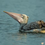 Pélican à bec tacheté - © Gilles Adt