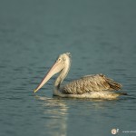 Pélican à bec tacheté - © Gilles Adt