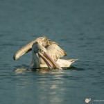 Pélican à bec tacheté - © Gilles Adt