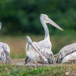 Pélican à bec tacheté - © Gilles Adt