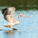 Pélican à bec tacheté - © Gilles Adt