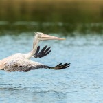 Pélican à bec tacheté - © Gilles Adt