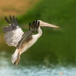 Pélican à bec tacheté - © Gilles Adt