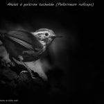 oiseaux en N&B - © Gilles Adt