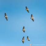 Pélican à bec tacheté - © Gilles Adt