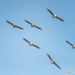 Pélican à bec tacheté - © Gilles Adt