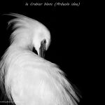 oiseaux en N&B - © Gilles Adt