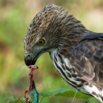 l'aigle huppé - © Gilles Adt