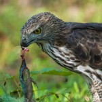 l'aigle huppé - © Gilles Adt