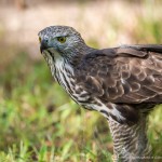 l'aigle huppé - © Gilles Adt