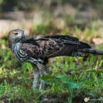 l'aigle huppé - © Gilles Adt