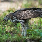 l'aigle huppé - © Gilles Adt