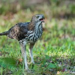 l'aigle huppé - © Gilles Adt