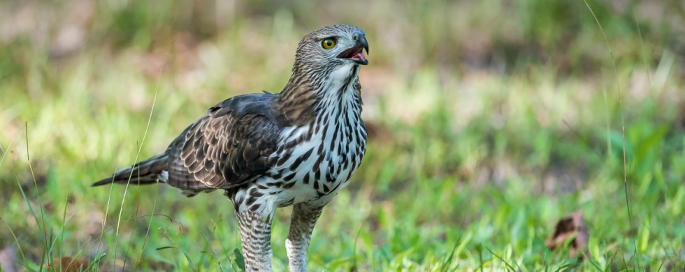 l'aigle huppé - © Gilles Adt