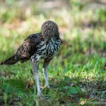 l'aigle huppé - © Gilles Adt